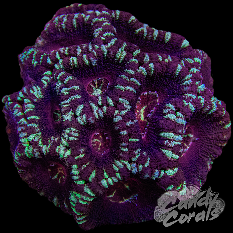 Indo Acan Colony WYSIWYG 17