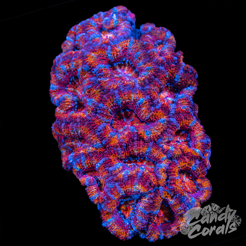 Ultra Acan Lord Colony WYSIWYG 14