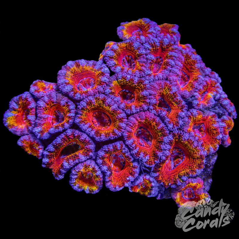 Ultra Acan Lord Colony WYSIWYG 16