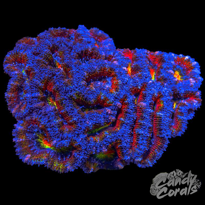 Small Ultra Acan Lord Colony WYSIWYG 80
