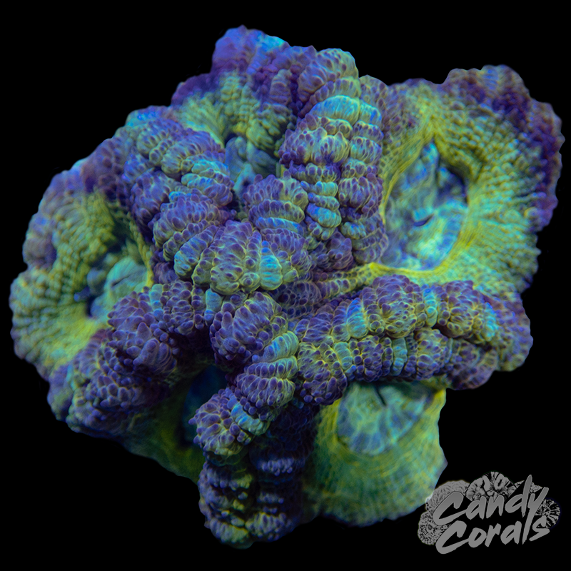 Ultra Acan Lord WYSIWYG 25