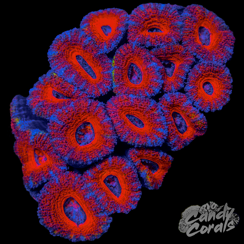Ultra Acan Lord WYSIWYG 32