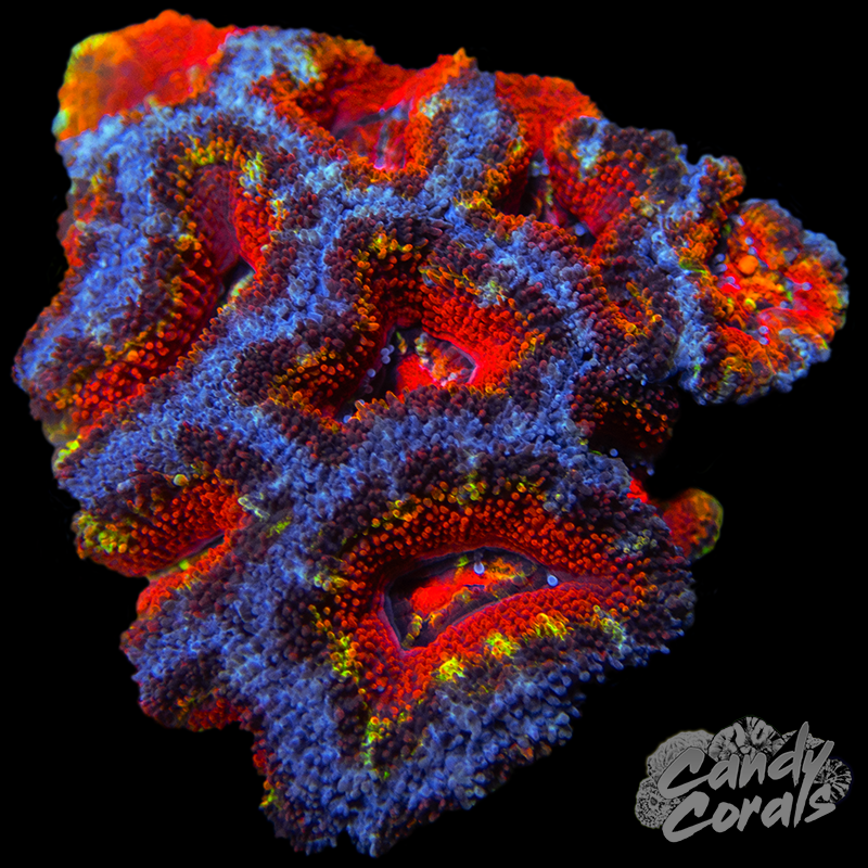 Ultra Acan Lord WYSIWYG 35