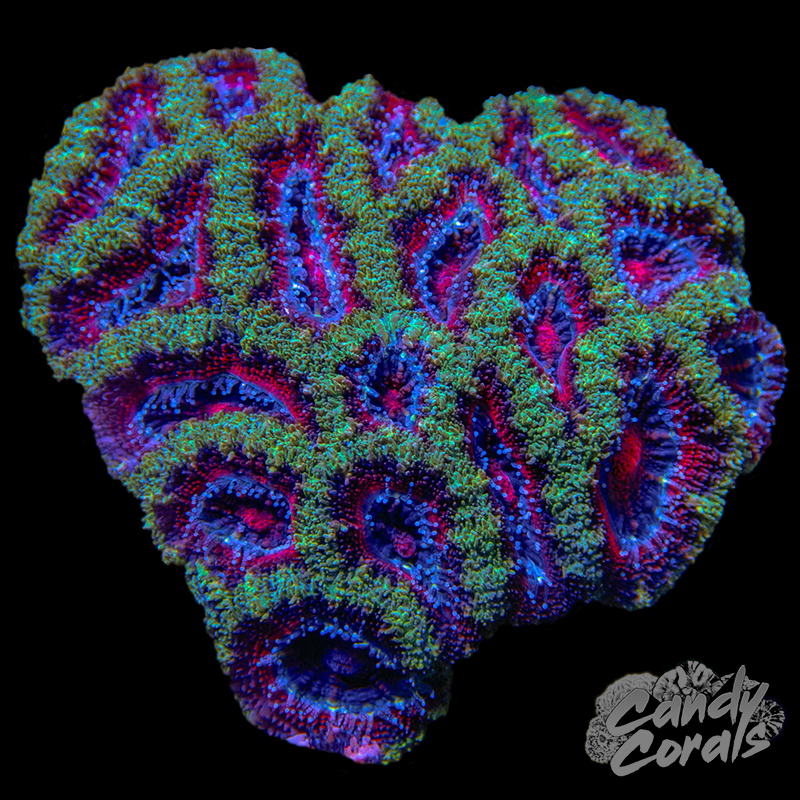Small Acan Lord Colony WYSIWYG 81