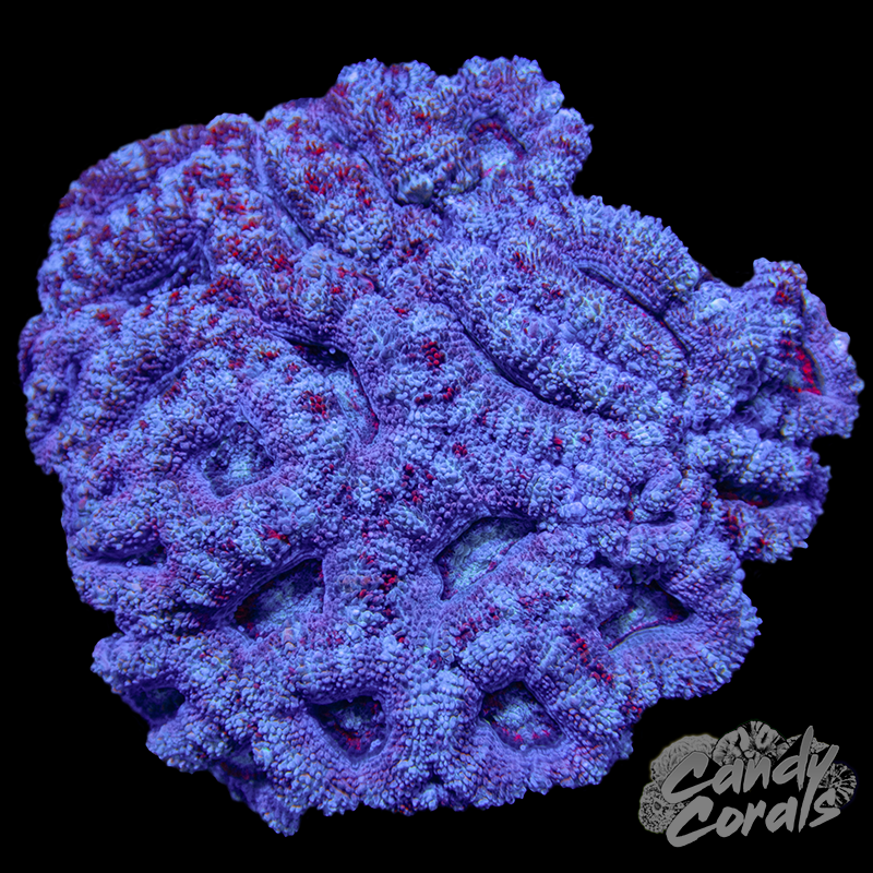 Small Acan Lord Colony WYSIWYG 82
