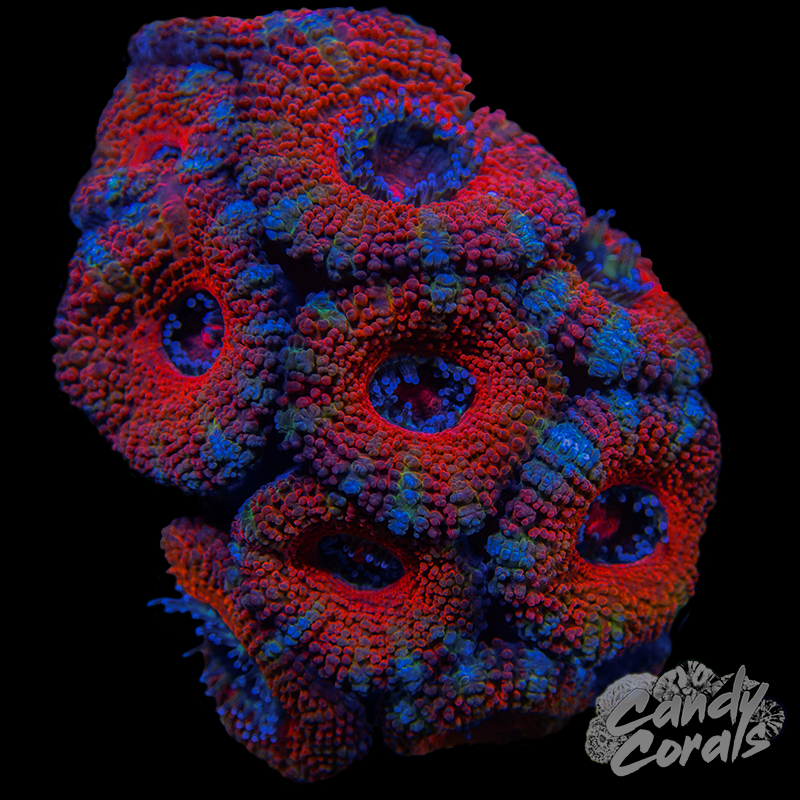 Ultra Acan Lord WYSIWYG 13