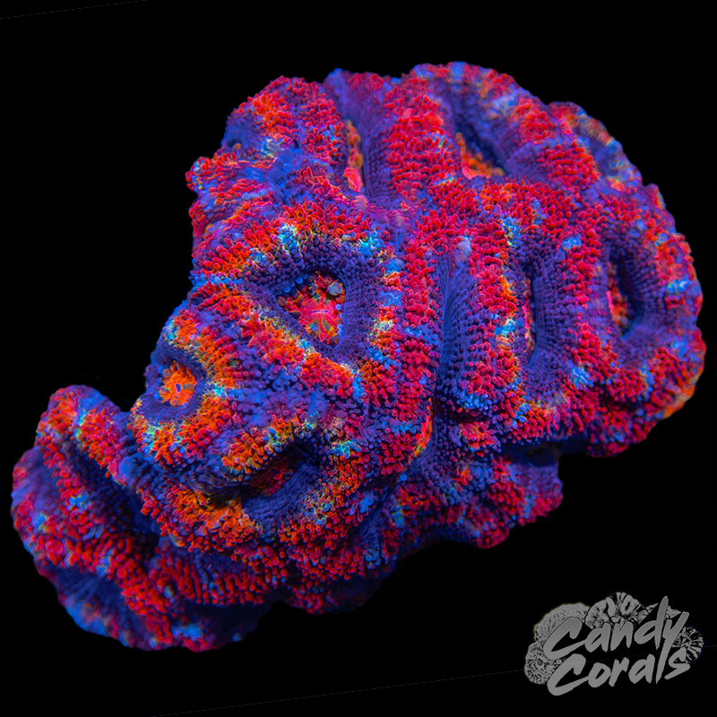 Ultra Acan Acan Lord Small Colony WYSIWYG 77
