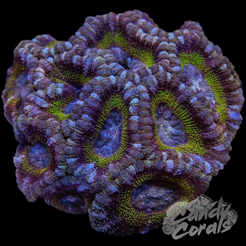 Indo Acan Colony WYSIWYG 20