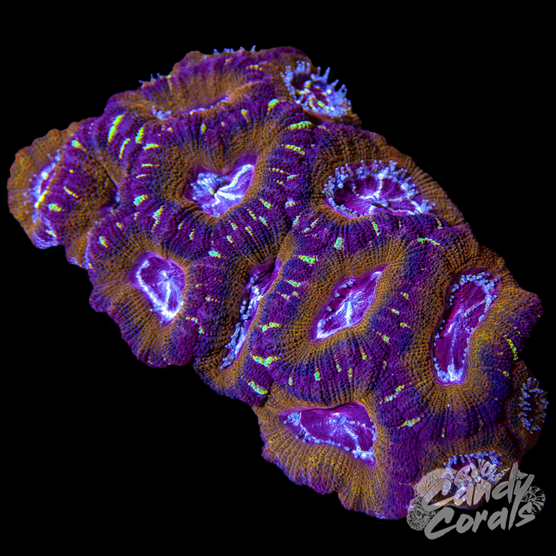Small Asian Acan Lord Colony WYSIWYG 83