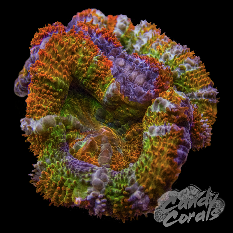 Assorted Single Polyp Ultra Rainbow Acan Lord - Various Patterns/Colours