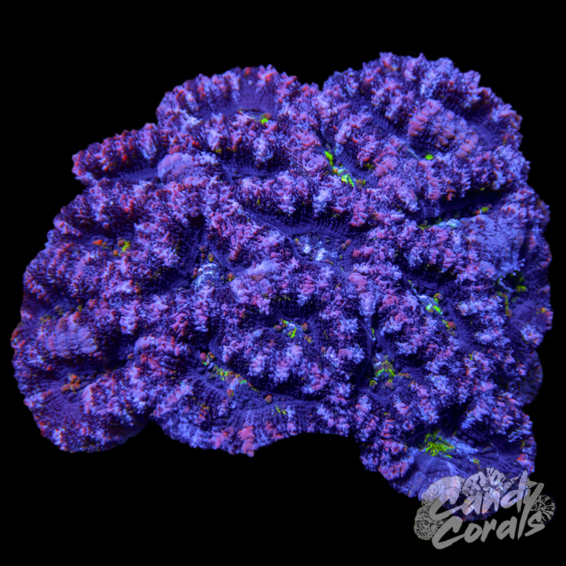 Small Acan Lord Colony WYSIWYG 84