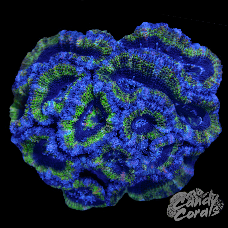 Acan Lord WYSIWYG 13