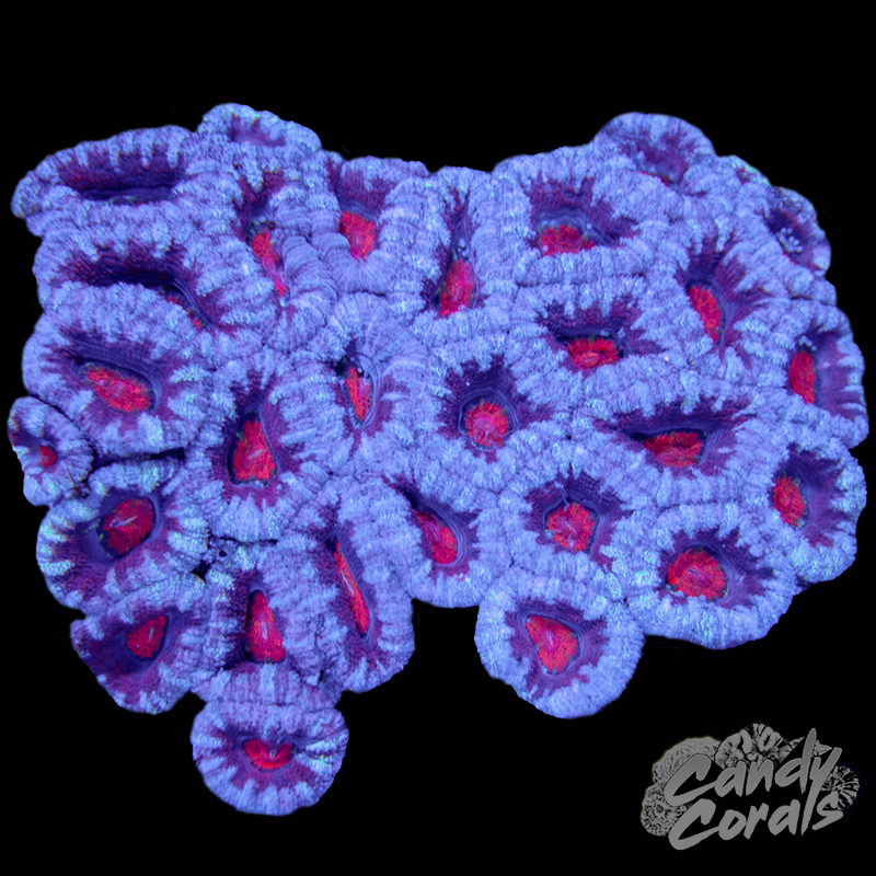 Small Acan Lord Colony WYSIWYG 85