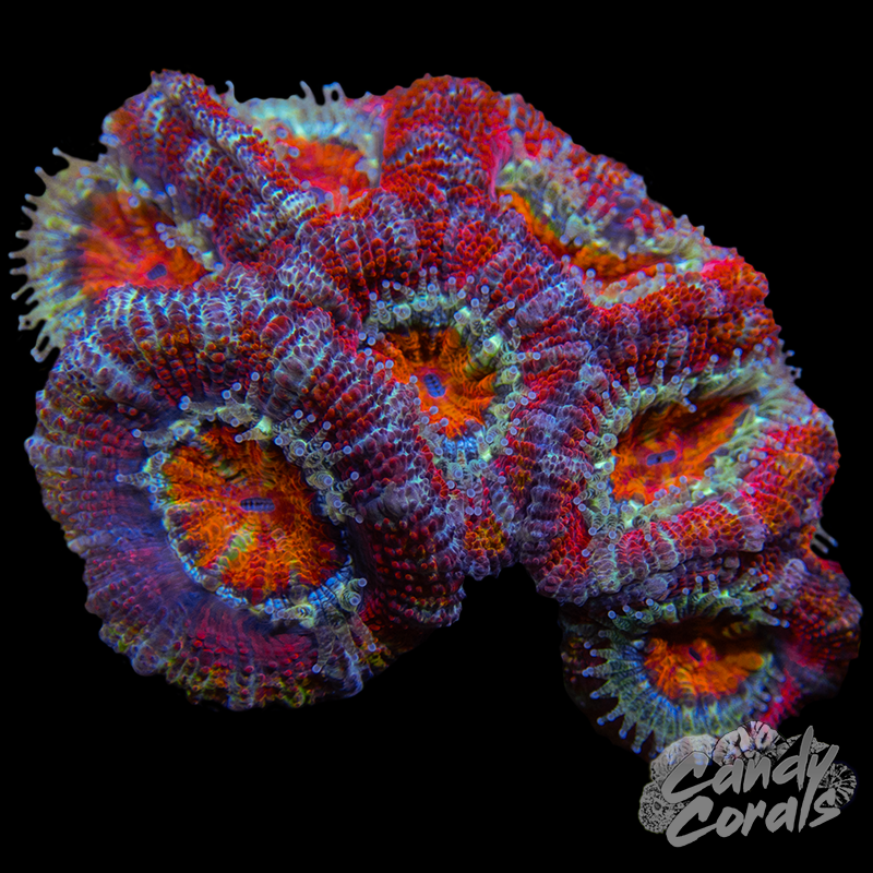 Ultra Acan Lord WYSIWYG 39