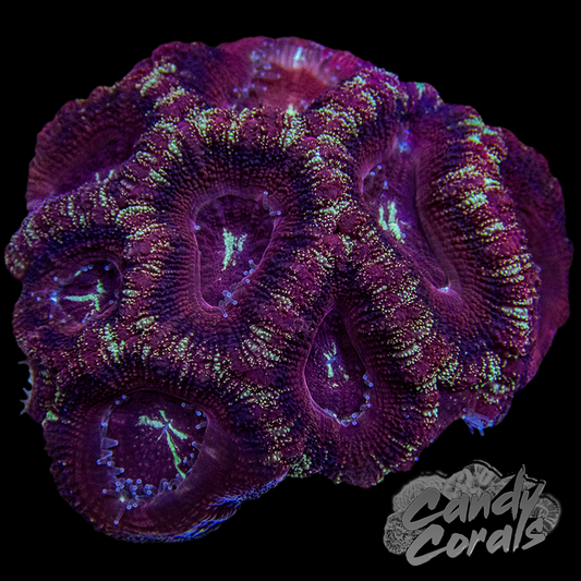 Indo Acan Colony WYSIWYG 23