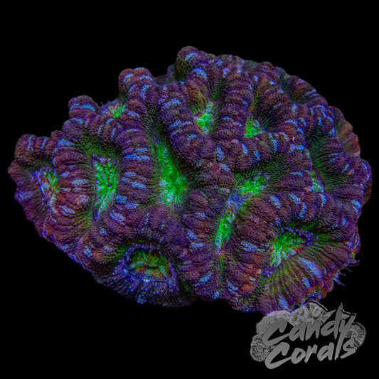 Indo Acan Colony WYSIWYG 24