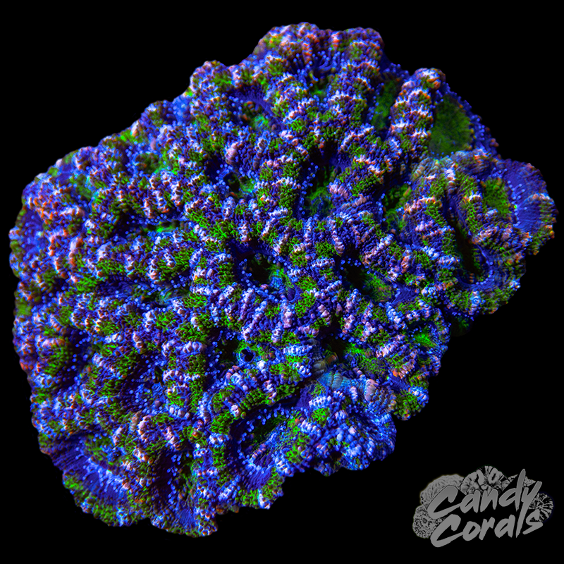 Small Acan Lord Colony WYSIWYG 87