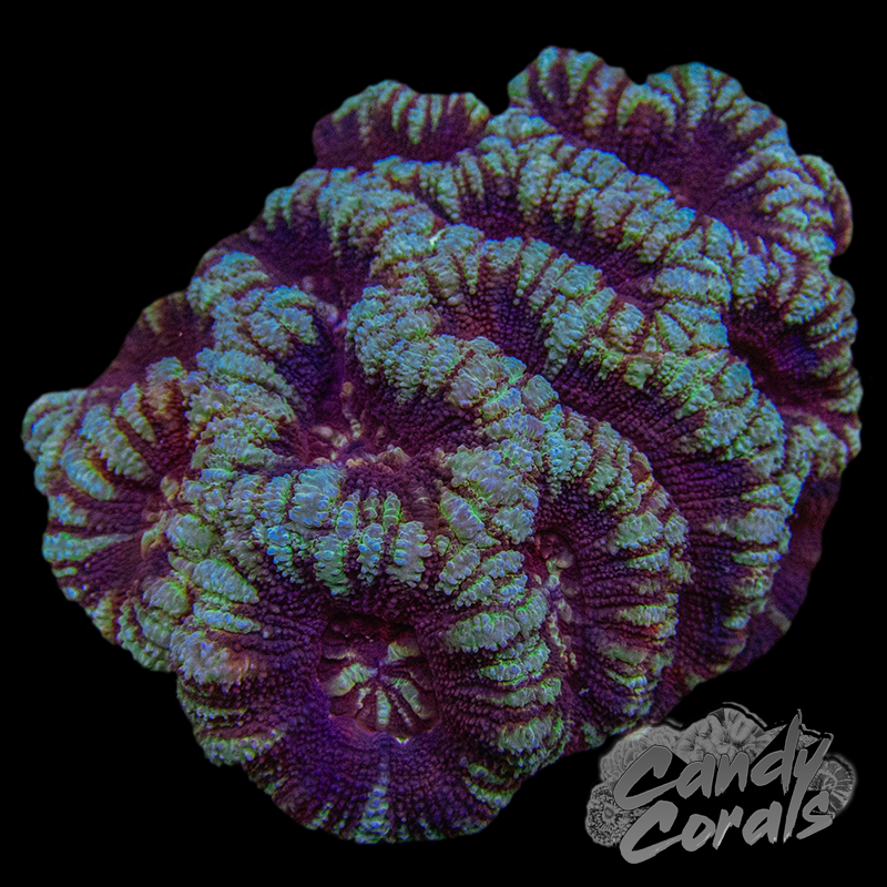 Indo Acan Colony WYSIWYG 25