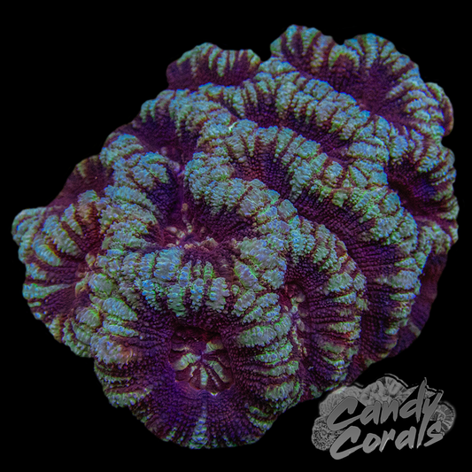 Indo Acan Colony WYSIWYG 25