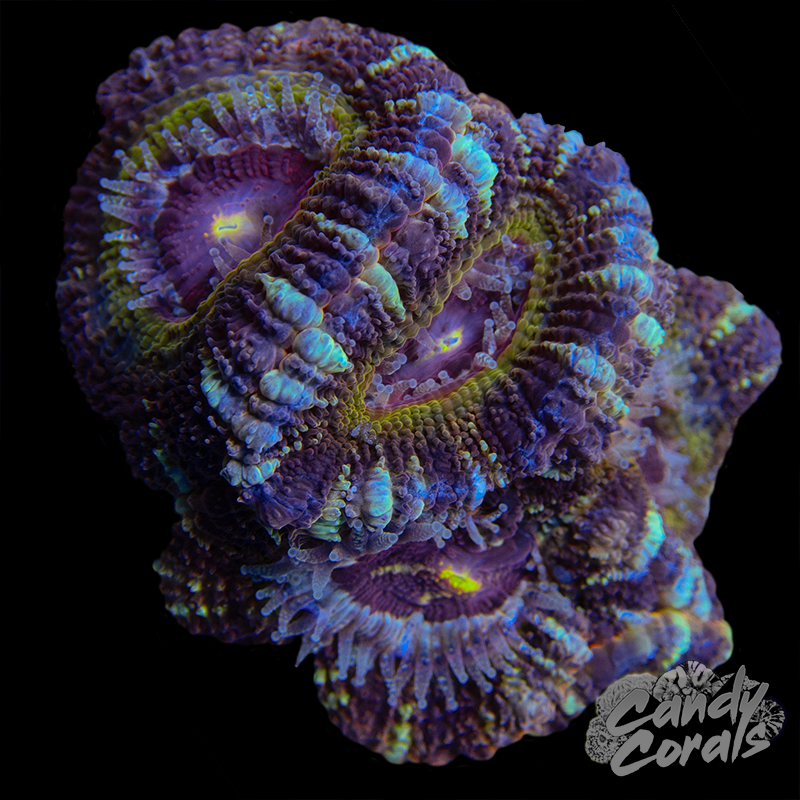 Small Indo Acan Colony WYSIWYG 45