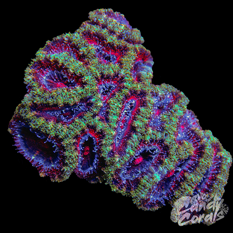 Small Acan Lord Colony WYSIWYG 88