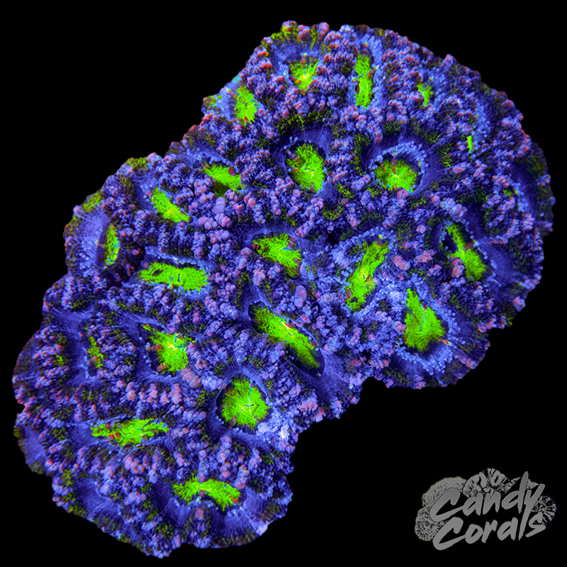 Small Acan Lord Colony WYSIWYG 89