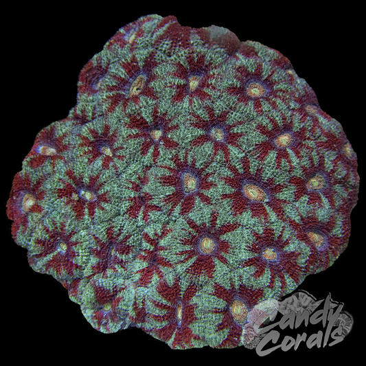 Red and Green Acan Colony WYSIWYG