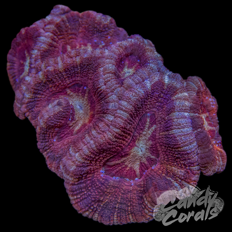 Indo Acan Colony WYSIWYG 28