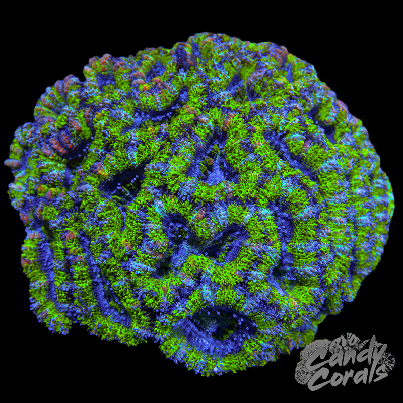 Small Acan Lord Colony WYSIWYG 90