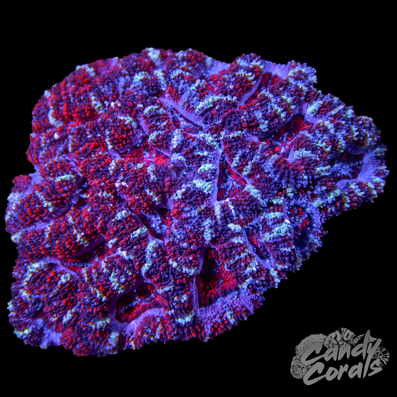 Small Acan Lord Colony WYSIWYG 91
