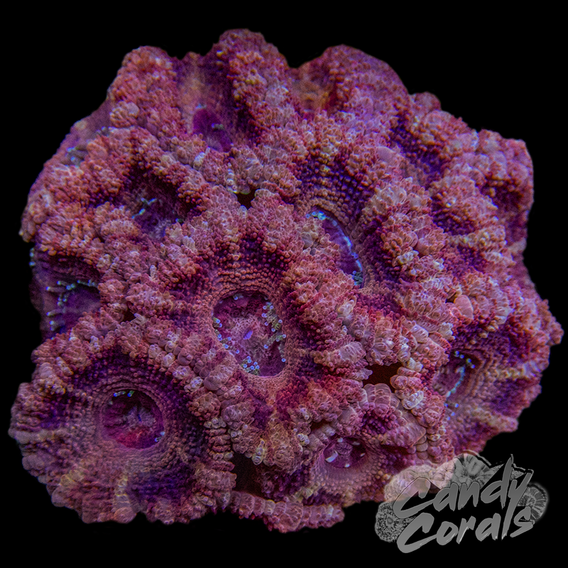 Indo Acan Colony WYSIWYG 30