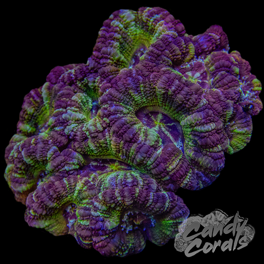 Indo Acan Colony WYSIWYG 33