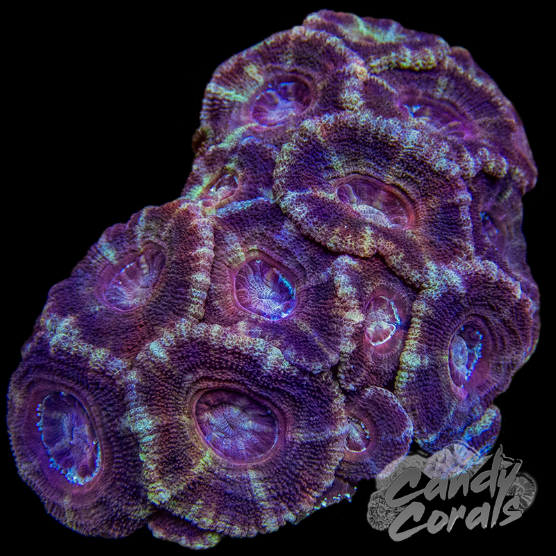 Indo Acan Colony WYSIWYG 35