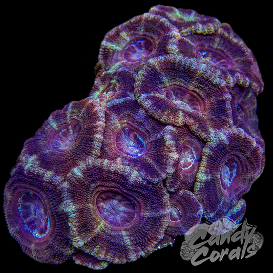 Indo Acan Colony WYSIWYG 35