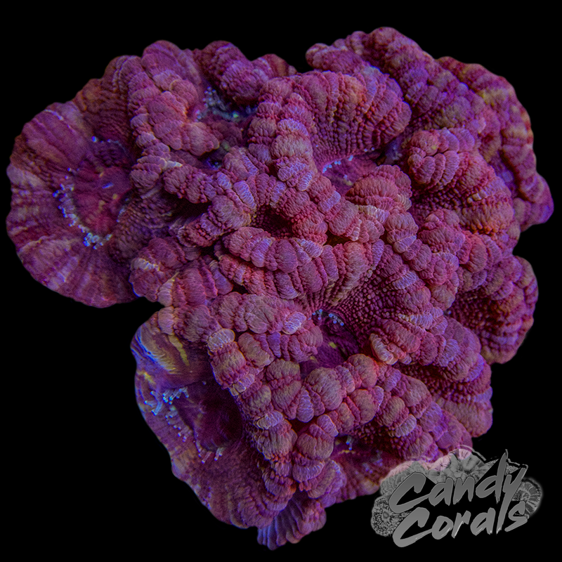 Indo Acan Colony WYSIWYG 36