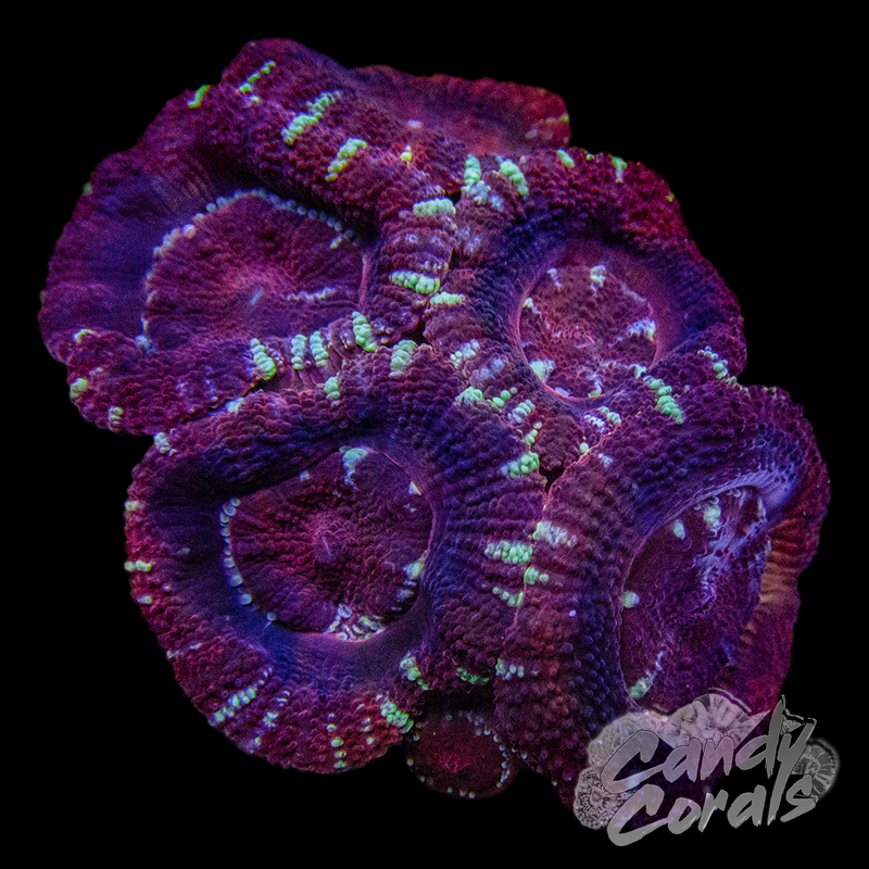 Indo Acan Colony WYSIWYG 37