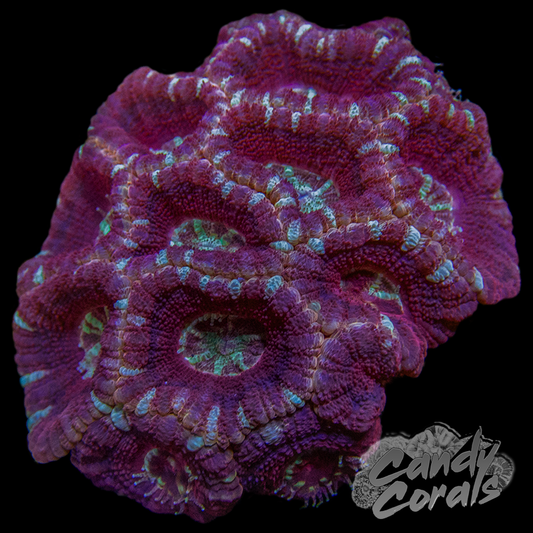 Indo Acan Colony WYSIWYG 38