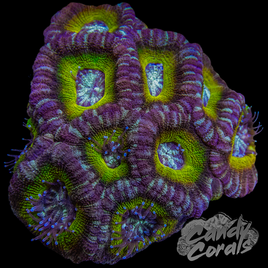 Indo Acan Colony WYSIWYG 39