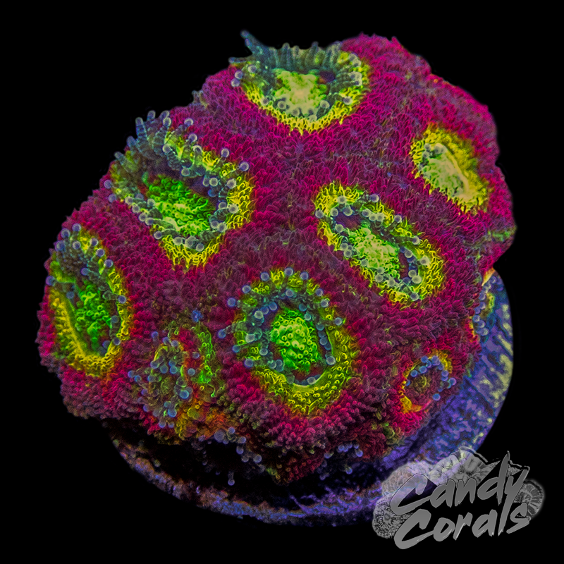WWC Ruby Red Acan Micromussa Frag L1