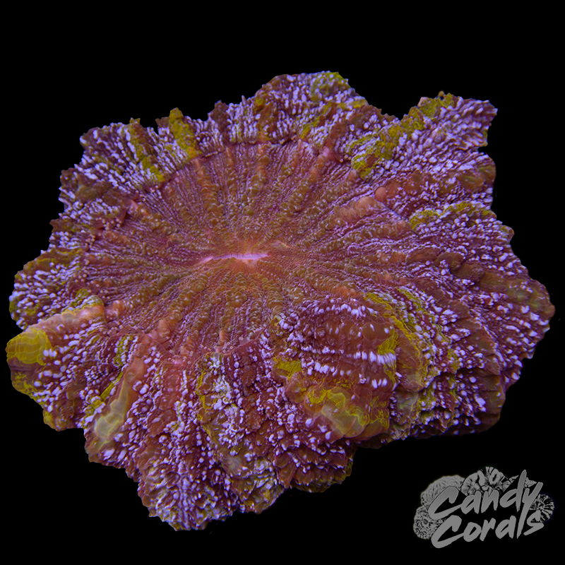 Ultra Rainbow Acanthophyllia WYSIWYG 93