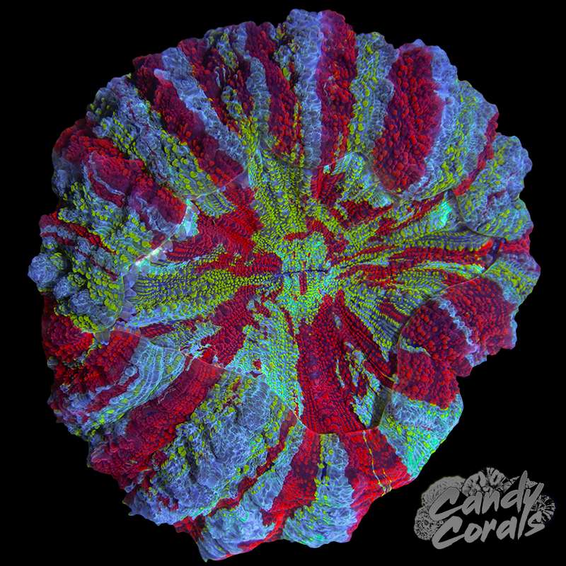 Rainbow Acanthophyllia WYSIWYG 71