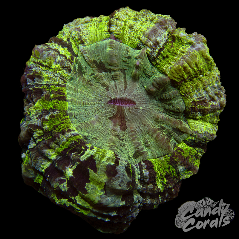 Ultra Rainbow Acanthophyllia WYSIWYG 62