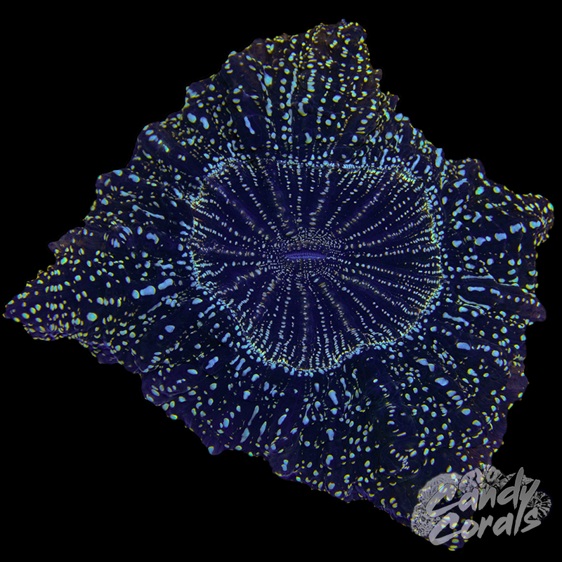 Ultra Rainbow Acanthophyllia WYSIWYG 5