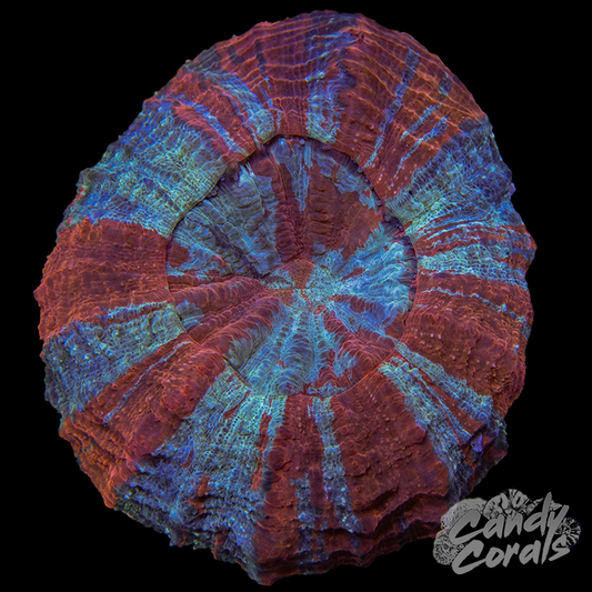 Ultra Rainbow Acanthophyllia WYSIWYG 81