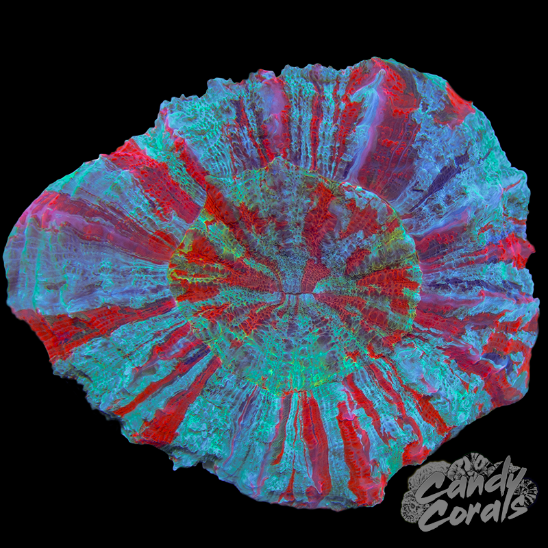 Ultra Acanthophyllia WYSIWYG 65