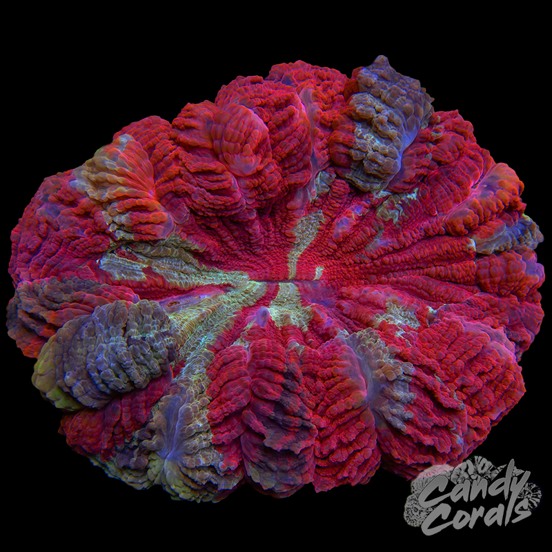 Ultra Rainbow Acanthophyllia WYSIWYG 19