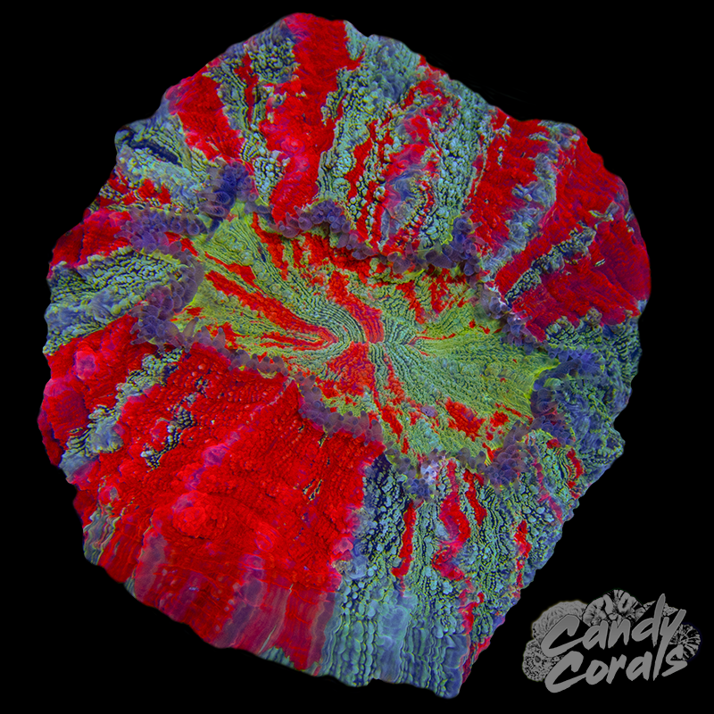 Ultra Acanthophyllia WYSIWYG 18