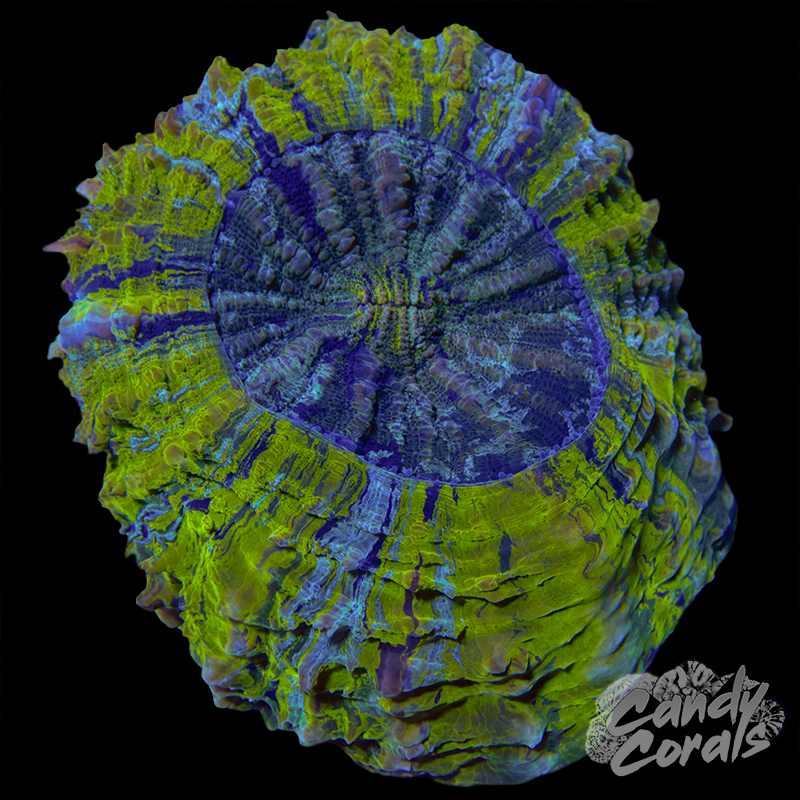 Yellow Acanthophyllia WYSIWYG 82