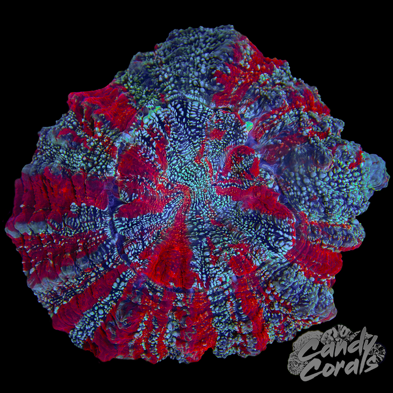 Ultra Rainbow Acanthophyllia WYSIWYG 41