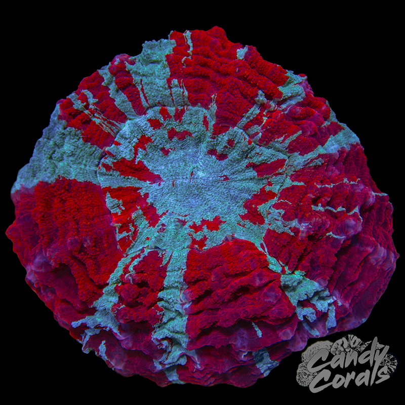 Ultra Rainbow Acanthophyllia WYSIWYG 10